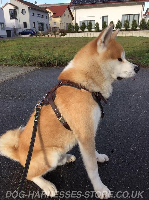 Akita Inu Harness