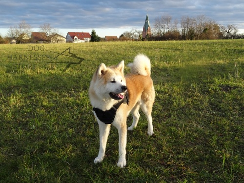 Akita Inu Harness of Nylon