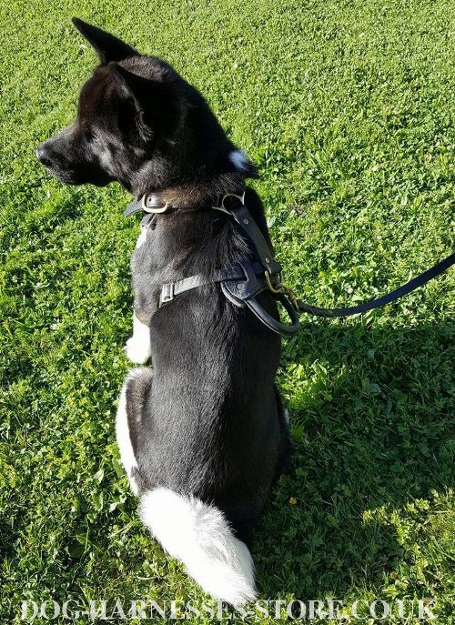 Akita Leather Harness