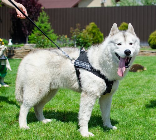 Sled Dog Harness