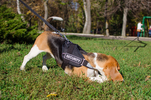 Beagle Dog Harness