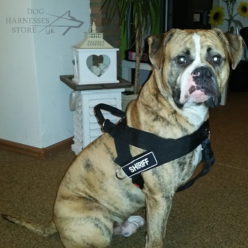 Ambull Dog Harness