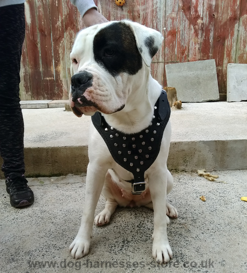 Studded Dog Harness