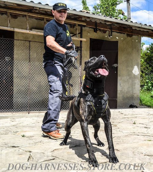 American Bandogge Mastiff Harness UK