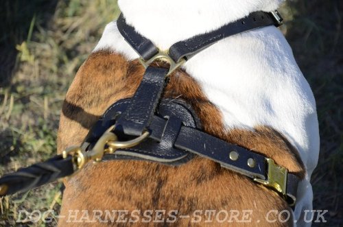 American Bulldog Harnesses UK