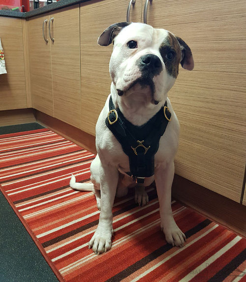 American Bulldog Chest Harness