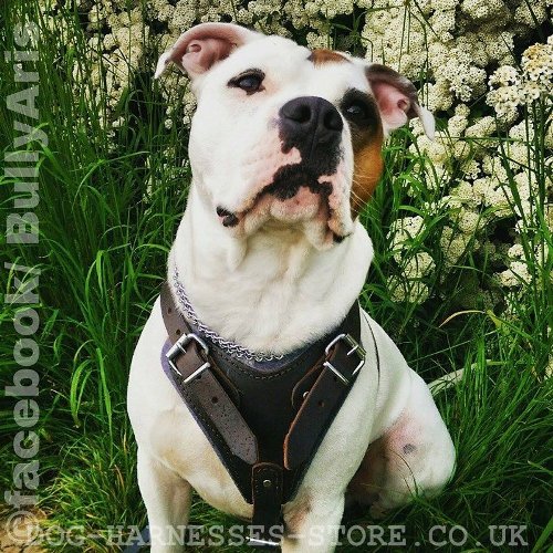 American Bulldog Harnesses UK