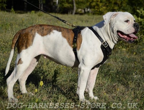 Harness for American Bulldog UK