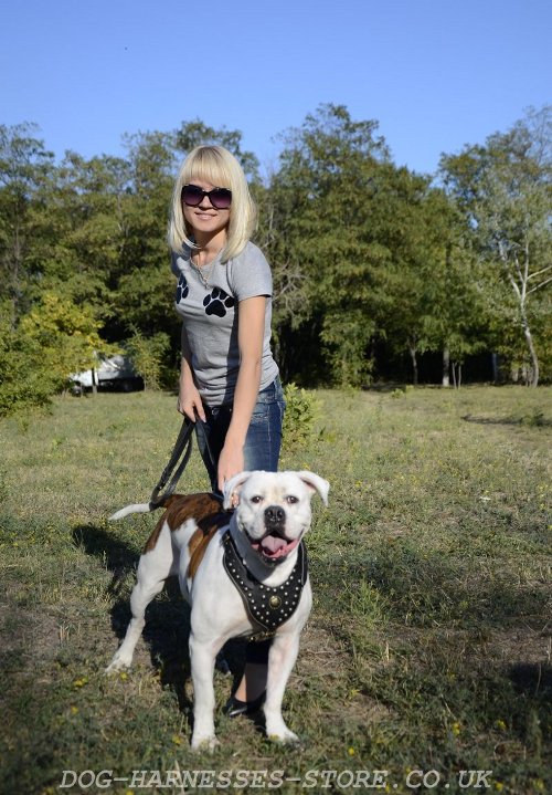 American Bulldog Walking Harness