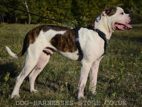 American Bulldog Harness UK