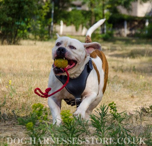 American Bulldog Harness UK