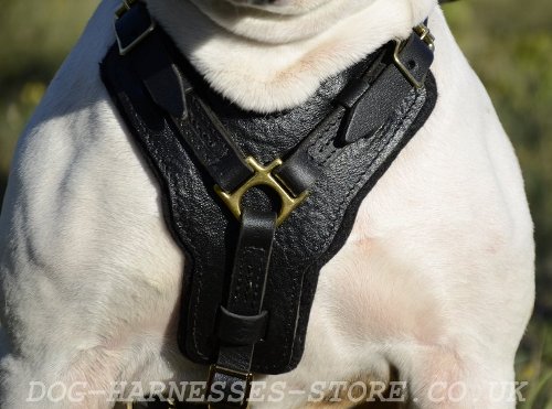 American Bulldog Dog Harness UK