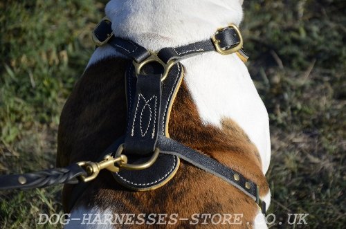 Dog Harness for American Bulldog UK