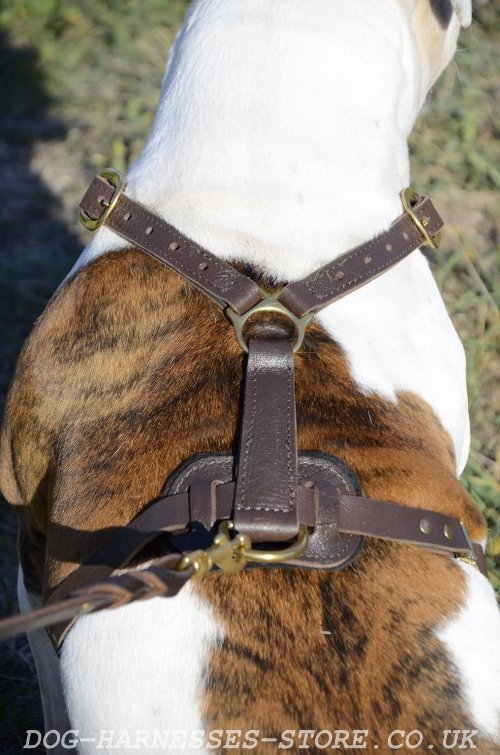 English Bull Terrier Harness for Sale