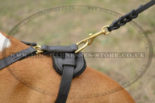 American Staffy Dog Harness