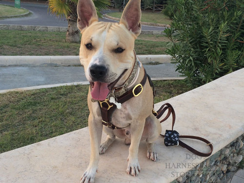 Amstaff Dog Harness