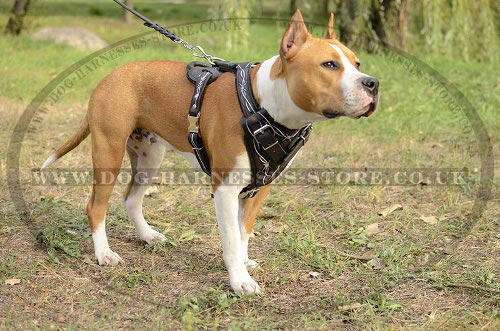 Amstaff Dog Harness UK Handmade