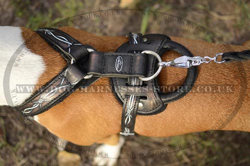 Amstaff Harness UK with Handle