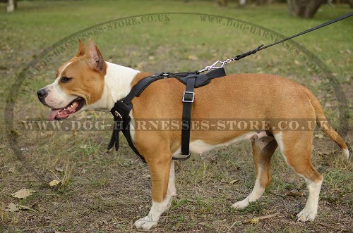 Amstaff Dog Harness UK