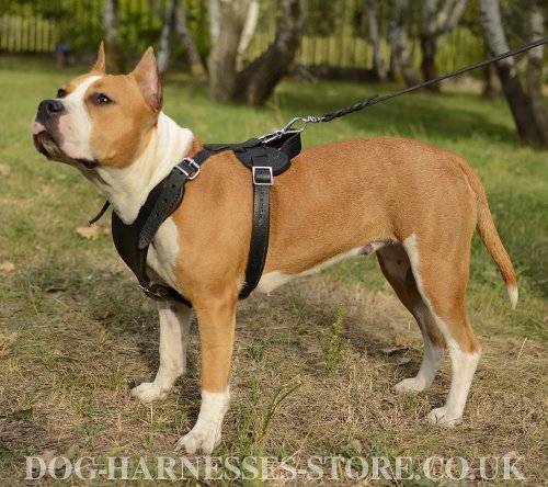 Amstaff Harness UK