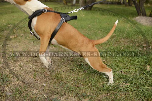 Amstaff Leather Harness UK for Work