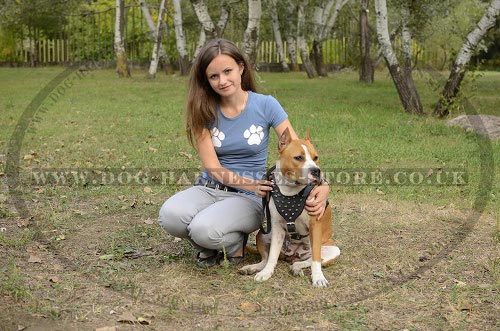 Amstaff Leather Harness with Spikes