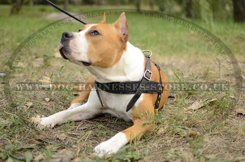 Amstaff Weight Pulling Harness UK