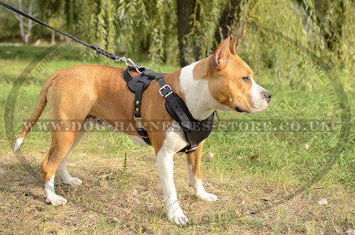 Amstaff Working Dog Harness UK