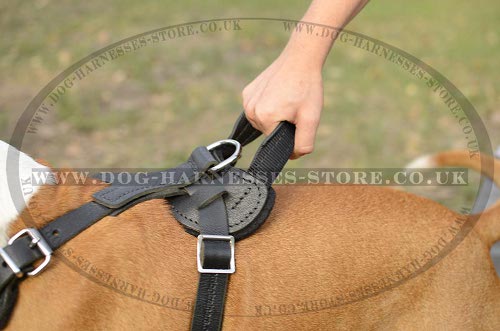 Amstaff Harness UK with Handle