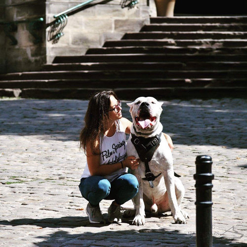 Argentinian Mastiff Dog Harness