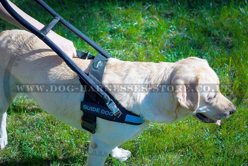 Assistance Dog Harness