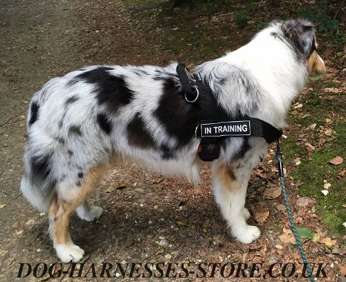 Aussie Dog Harness