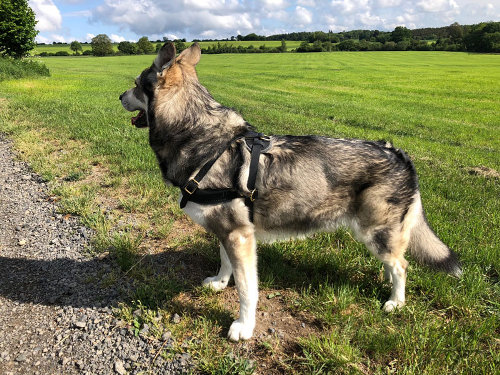 Australian Shepherd Dog Harness