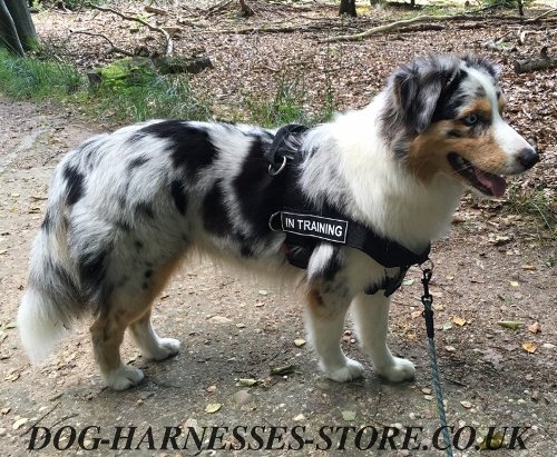 Australian Shepherd Harness