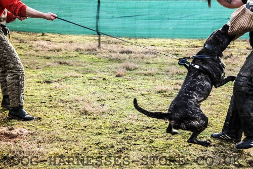 Mastiff Harness