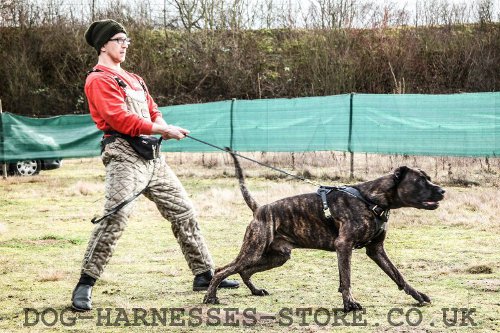 Bandogge Mastiff Harness