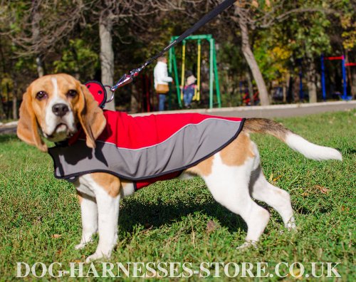 Beagle Clothes UK