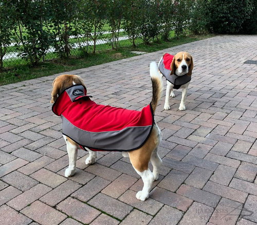 Beagle Dog Coats