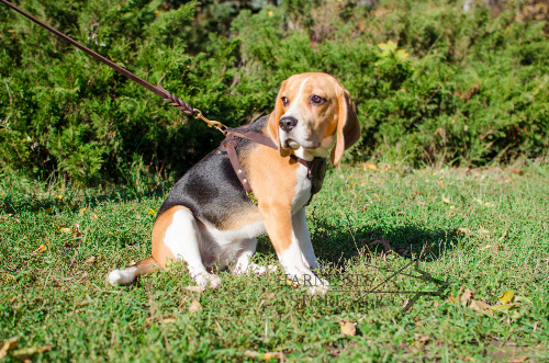 Beagle Dog Harness