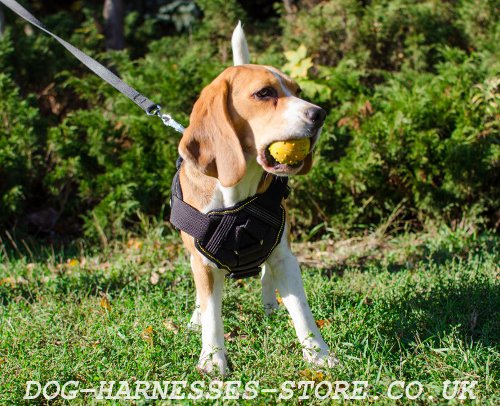 Beagle Dog Harness