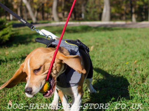 Beagle Dog Harness UK