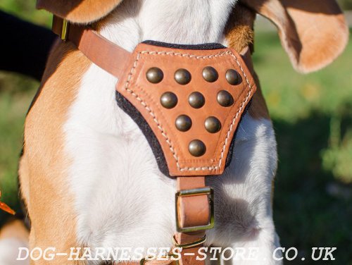 Beagle Harness