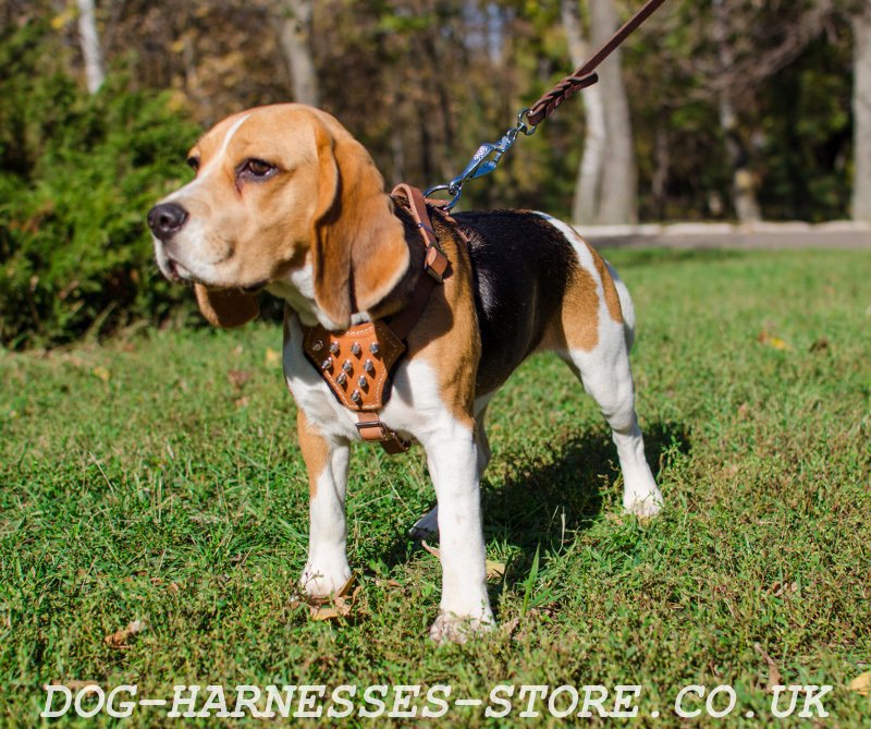 harness for beagle puppy