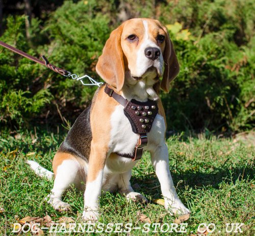 Beagle Harness UK