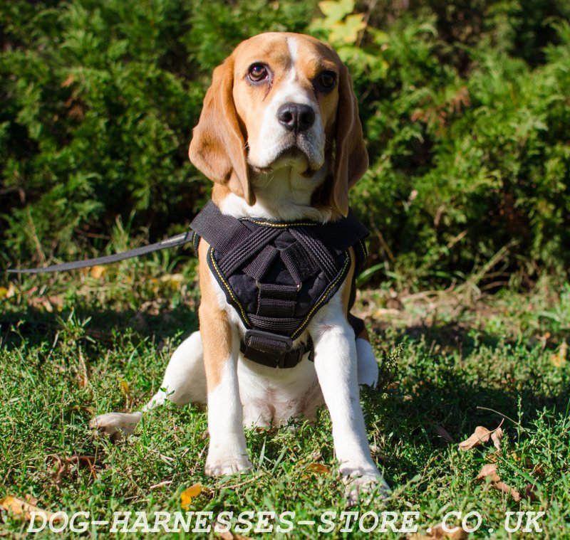 harness for beagle puppy