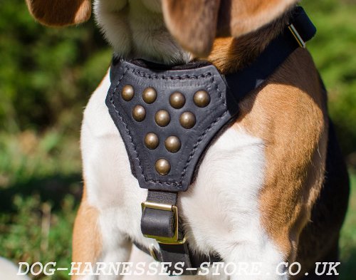Beagle Harness UK