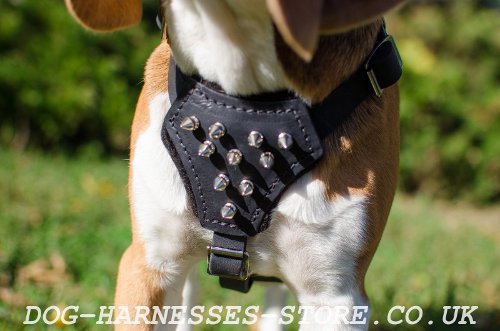 Beagle Puppy Harness