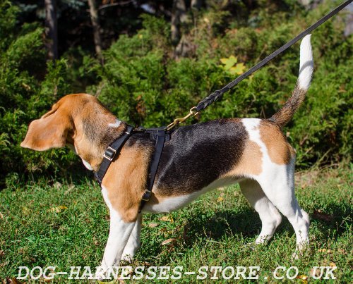 Beagle Puppy Harness