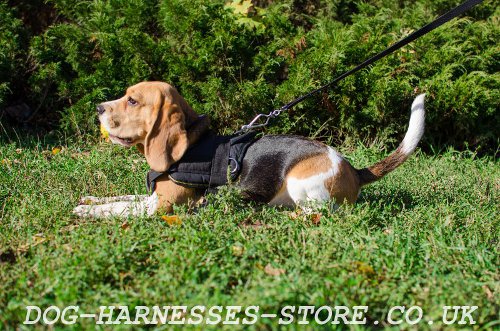 Beagle Puppy Harness