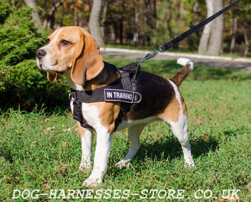 Beagle Training Equipment